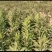 批量黄映山红(羊踯躅)20_50以上