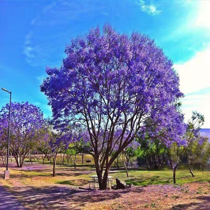 蓝花鸢尾