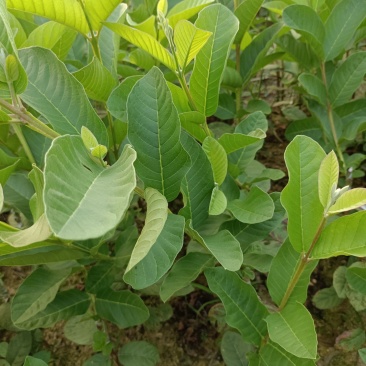 珍珠番石榴苗50~80cm红肉番石榴苗
