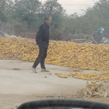 玉米小麦