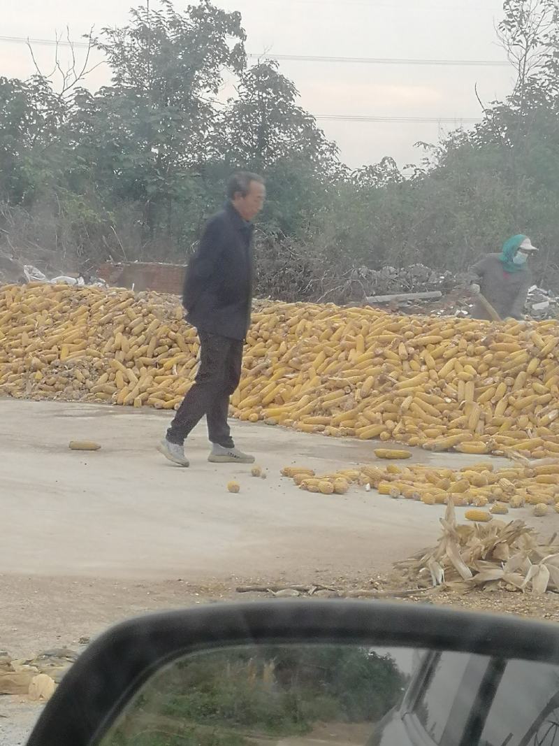 玉米小麦