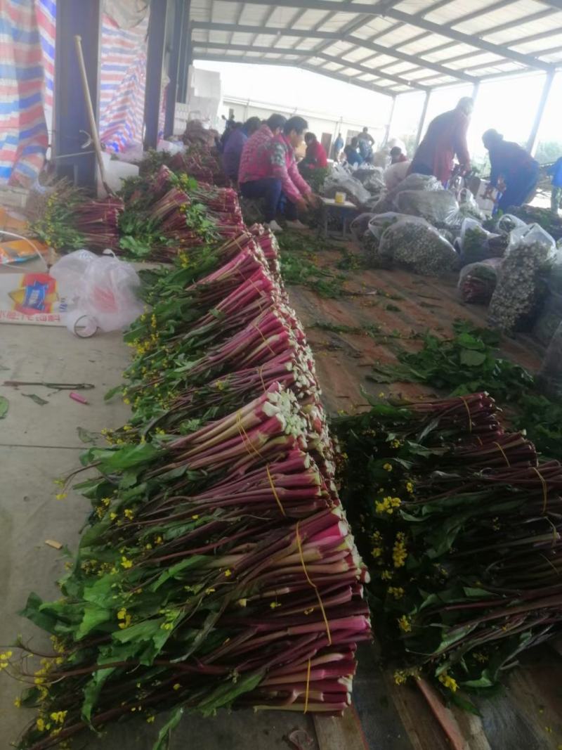 精品红菜苔，基地直发！可供市场，电商平台！