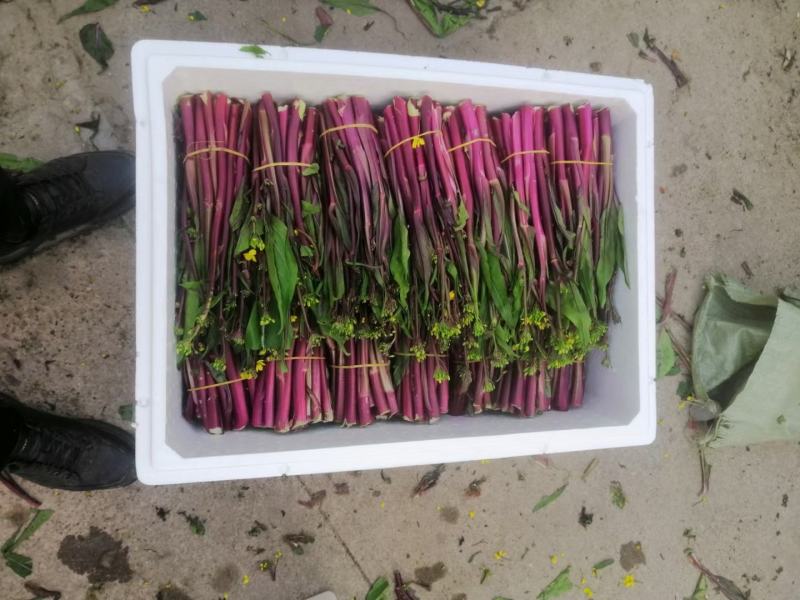 精品红菜苔，基地直发！可供市场，电商平台！