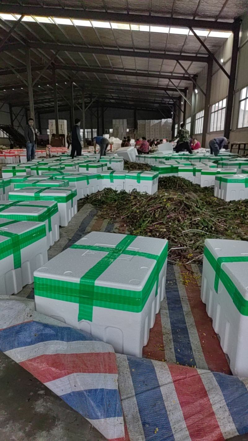 精品红菜苔，基地直发！可供市场，电商平台！