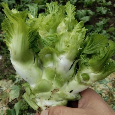 儿菜，绵竹本地儿菜，现货現砍現装