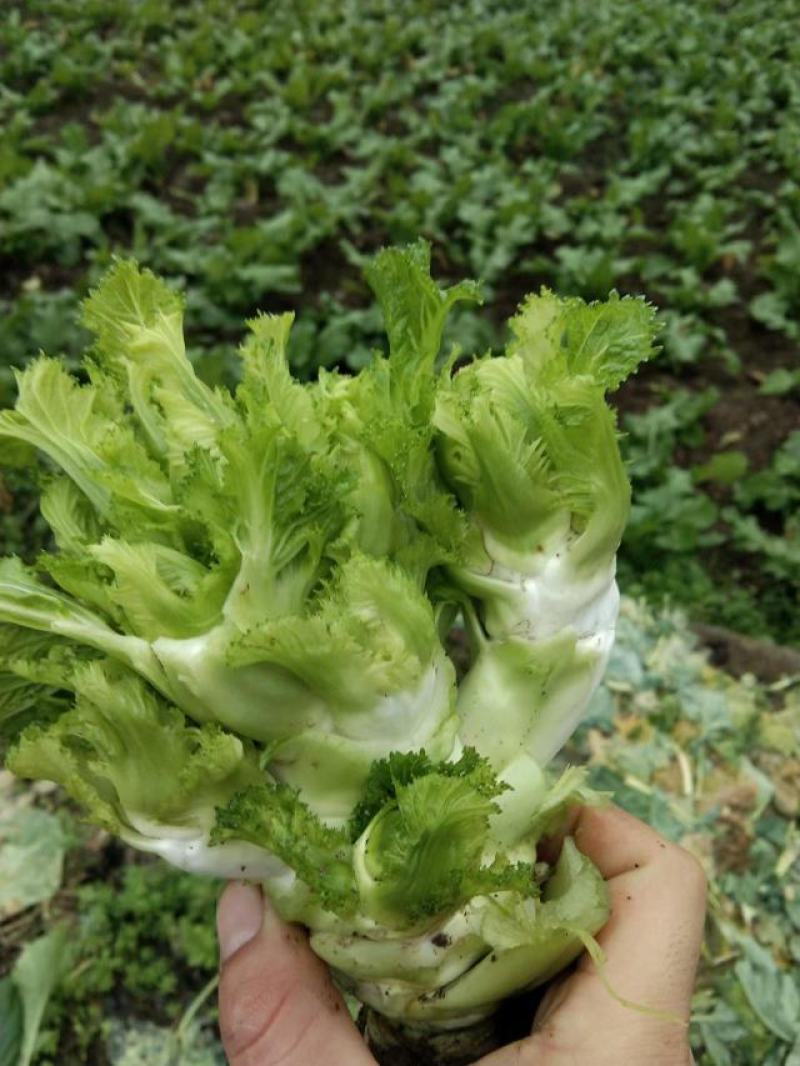 儿菜，绵竹本地儿菜，现货現砍現装