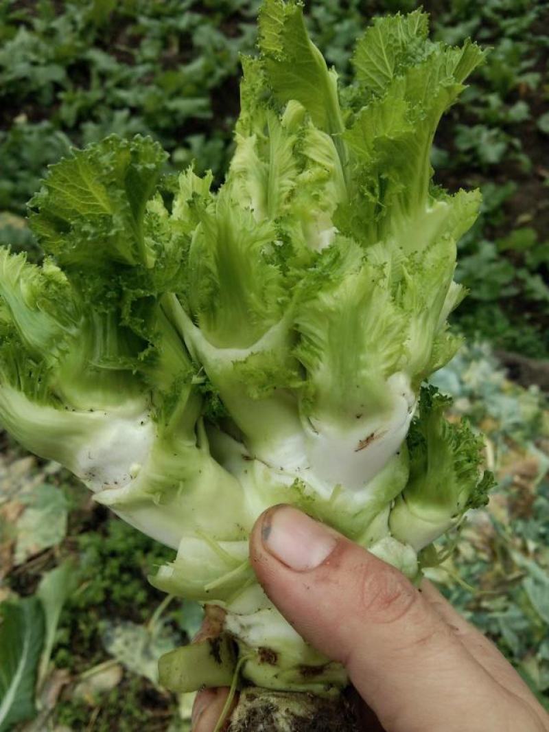 儿菜，绵竹本地儿菜，现货現砍現装