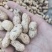 鲜花生、小白沙,鲁花、大量供应,质量保证包退全国发货