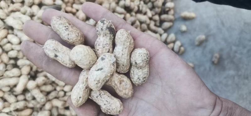 鲜花生、小白沙，鲁花、大量供应，质量保证包退全国发货