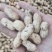 鲜花生、小白沙,鲁花、大量供应,质量保证包退全国发货