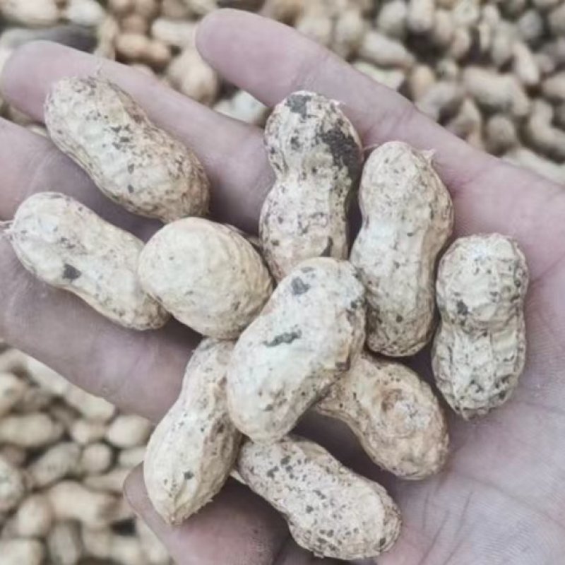 鲜花生、小白沙，鲁花、大量供应，质量保证包退全国发货