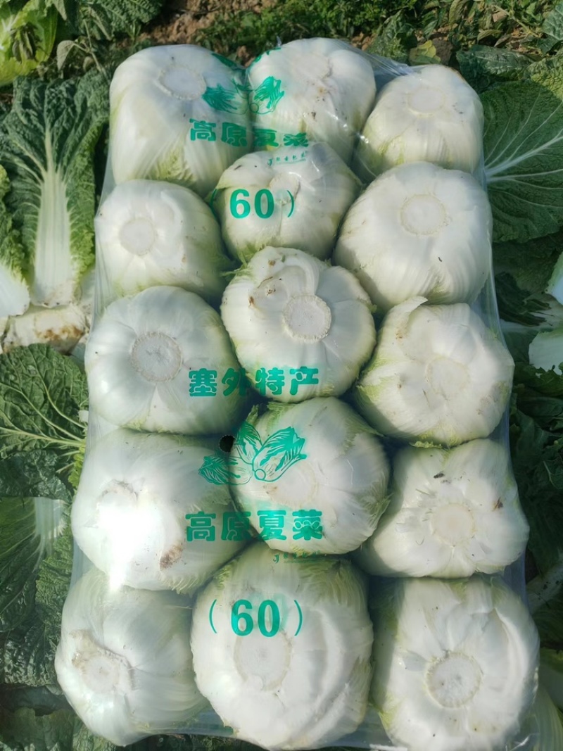 【新鲜上市】湖南黄心白菜4~6斤无烧心无虫眼基地直发