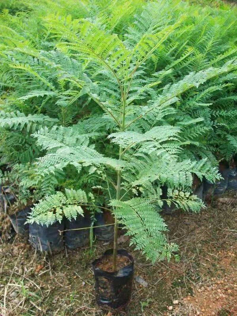 蓝花樱苗