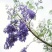 蓝花樱苗
