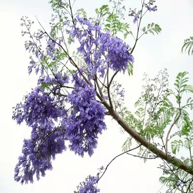 蓝花樱苗