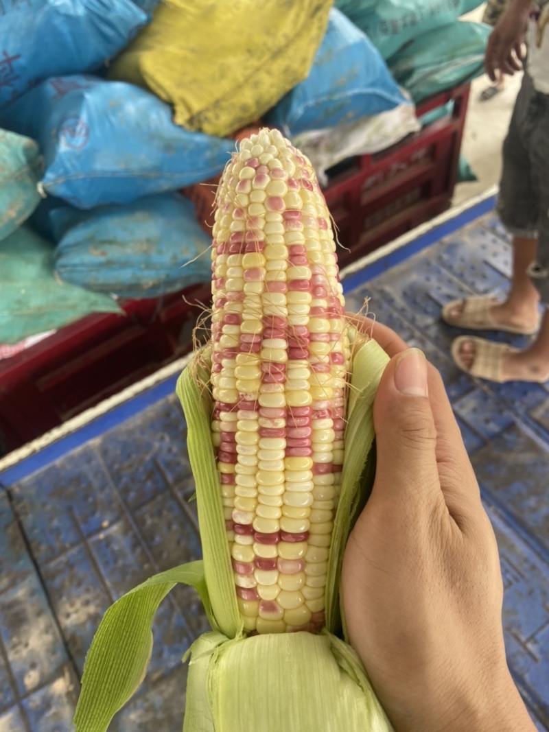 实力代办广西精品花糯颗粒饱满个头大颜色鲜绿大量现货
