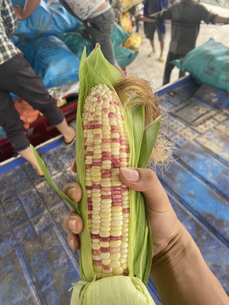 实力代办广西精品花糯颗粒饱满个头大颜色鲜绿大量现货