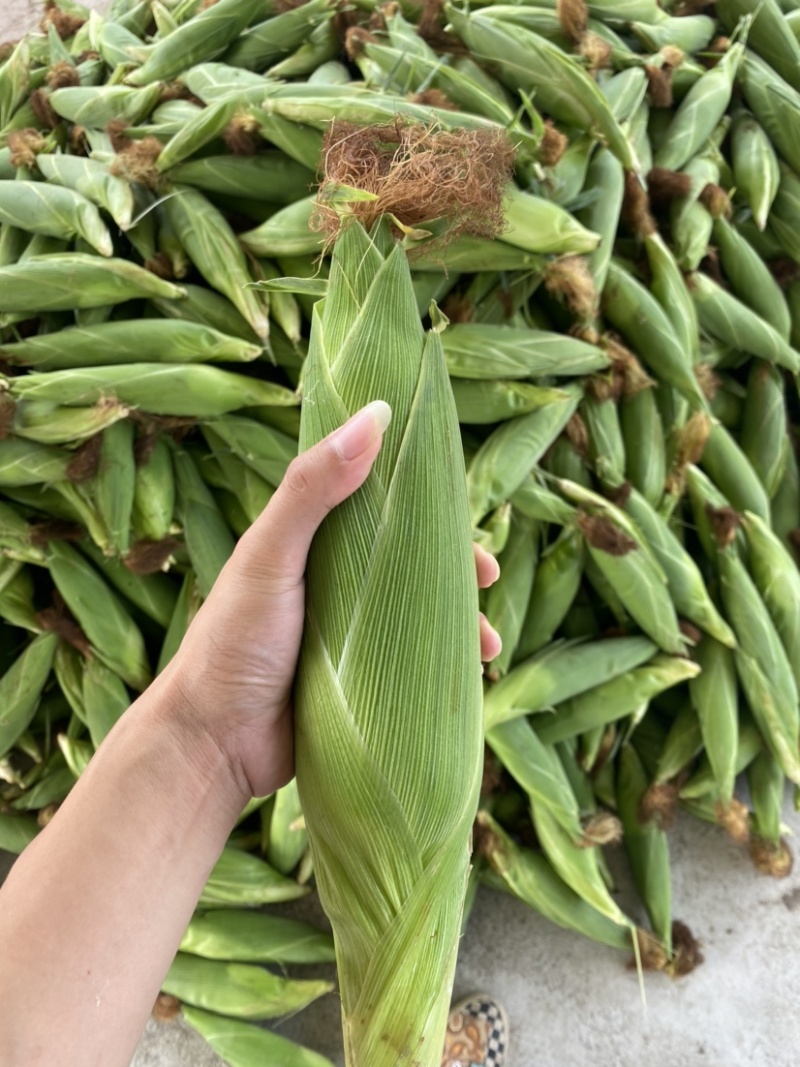 实力代办广西精品花糯颗粒饱满个头大颜色鲜绿大量现货