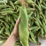实力代办广西精品花糯颗粒饱满个头大颜色鲜绿大量现货