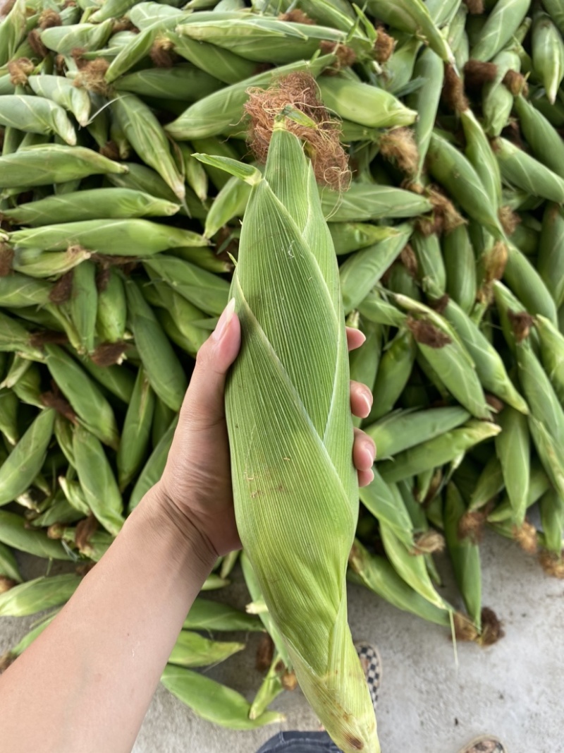 实力代办广西精品花糯颗粒饱满个头大颜色鲜绿大量现货