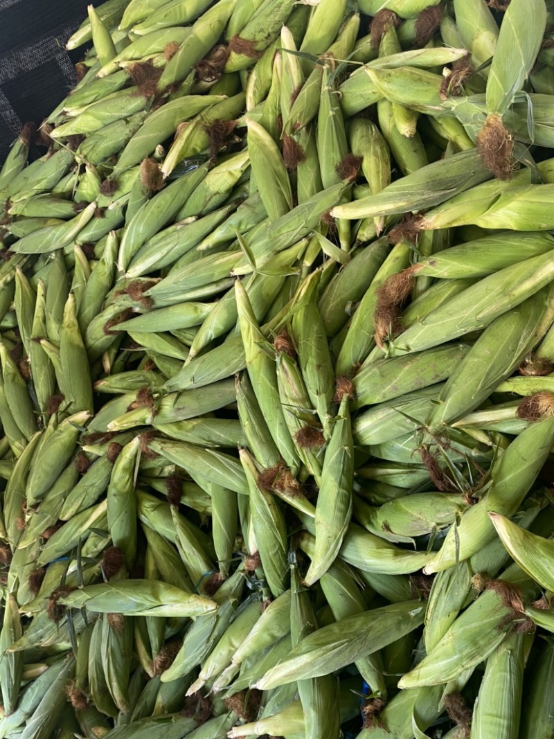 实力代办广西精品花糯颗粒饱满个头大颜色鲜绿大量现货