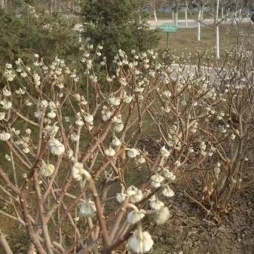 结香花