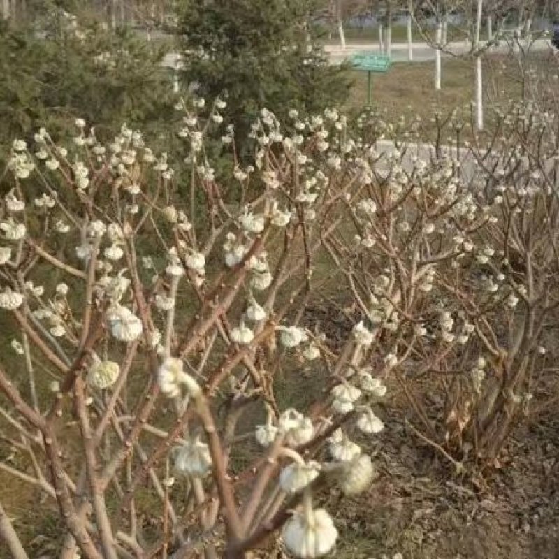 结香花