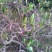 结香花
