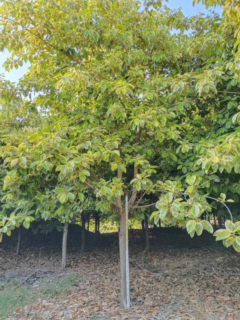 花叶富贵榕批发福建漳州诚远苗木榕树基地富贵榕批发一手货源