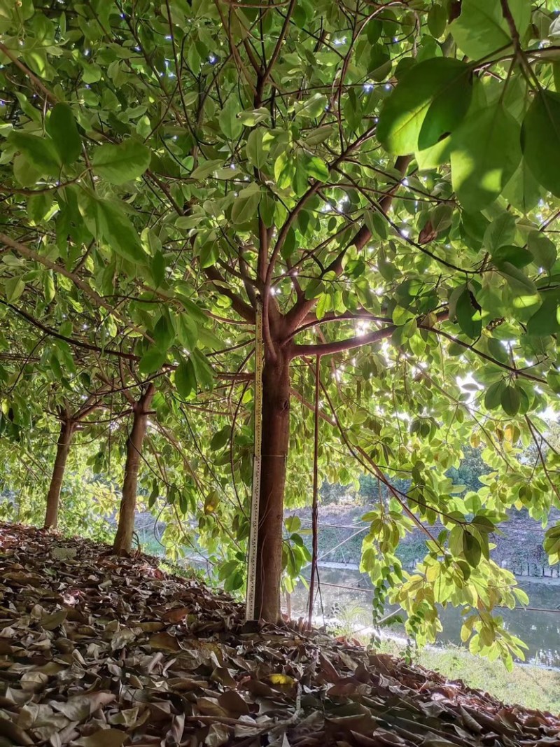 花叶富贵榕批发福建漳州诚远苗木榕树基地富贵榕批发一手货源