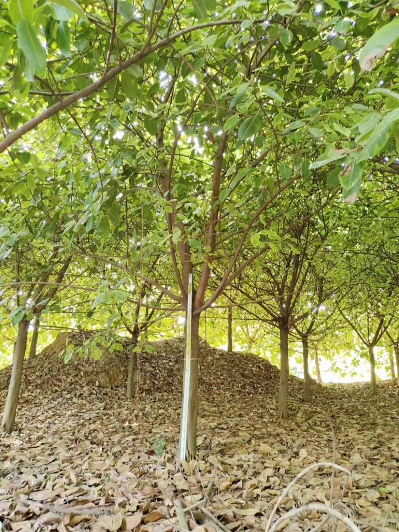 花叶富贵榕批发福建漳州诚远苗木榕树基地富贵榕批发一手货源