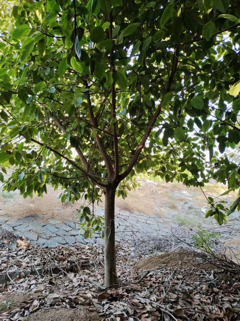花叶富贵榕批发福建漳州诚远苗木榕树基地富贵榕批发一手货源