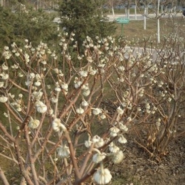 结香树苗