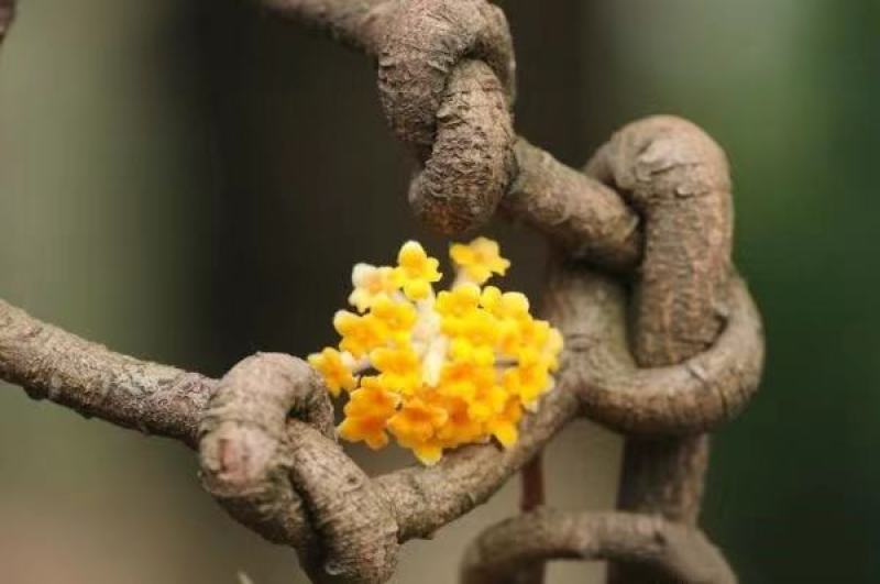 结香树苗