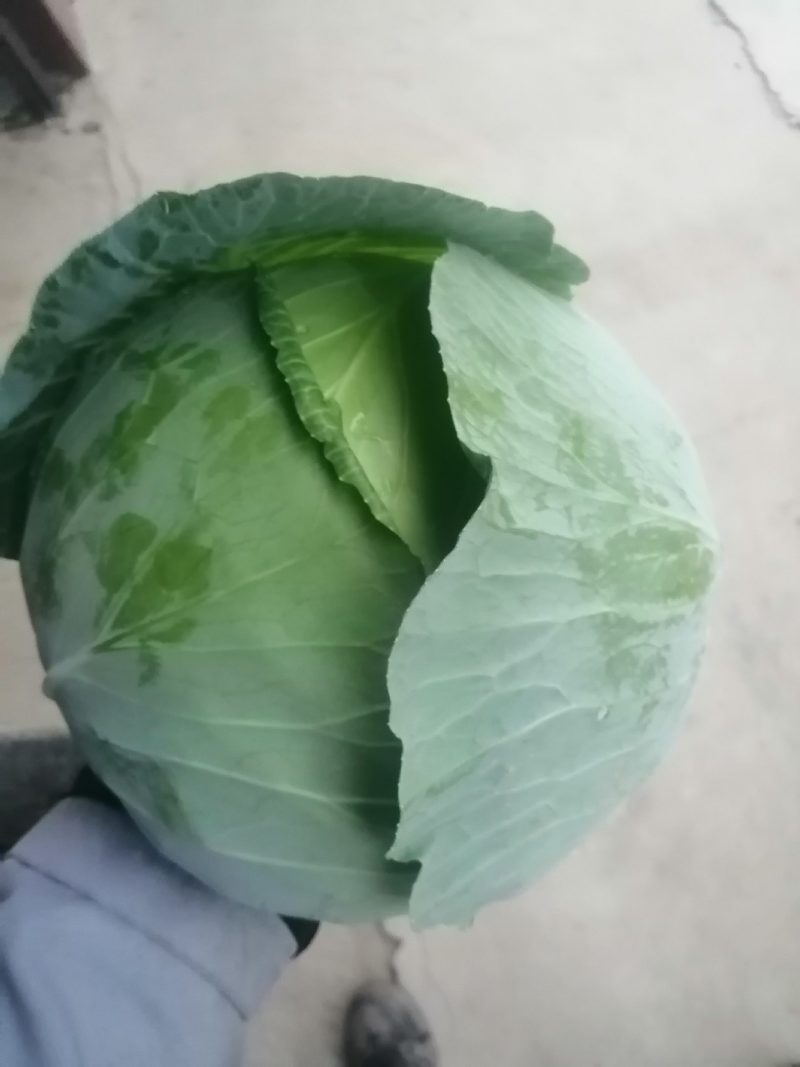 扁包菜3斤以上质量好价格便宜货源充足