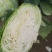 扁包菜3斤以上质量好价格便宜货源充足
