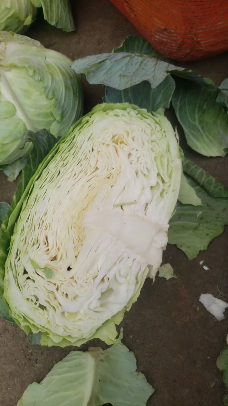 扁包菜3斤以上质量好价格便宜货源充足