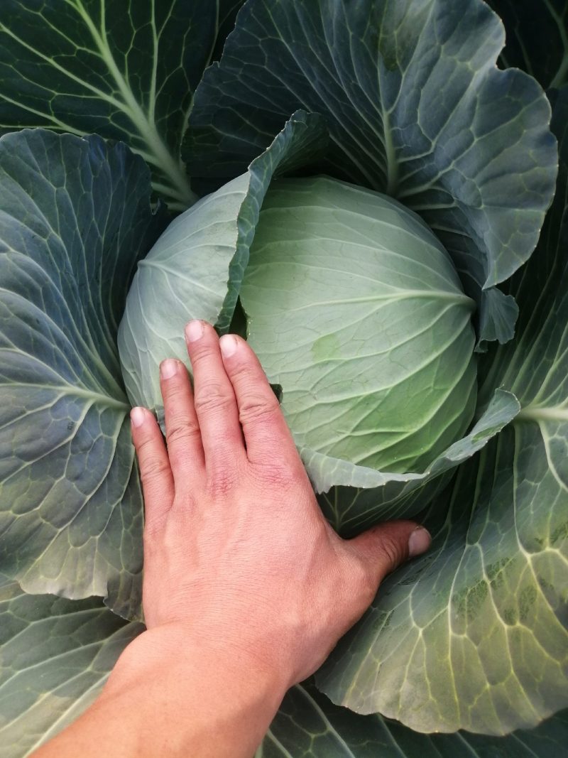 扁包菜3斤以上质量好价格便宜货源充足
