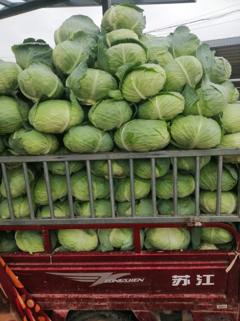 扁包菜3斤以上质量好价格便宜货源充足