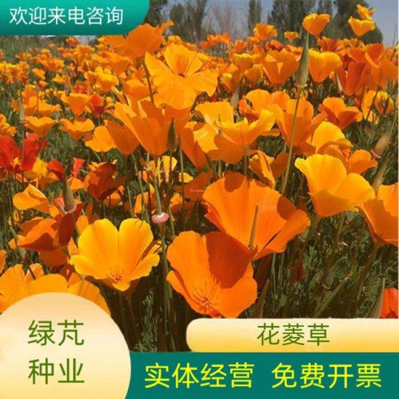 多年生花菱草种子耐寒花籽喜阴四季开花庭院花草户外绿化草籽