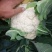 本地有机花菜个头1到2斤左右花型好价格美丽一手货源