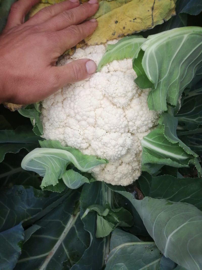本地有机花菜个头1到2斤左右花型好价格美丽一手货源