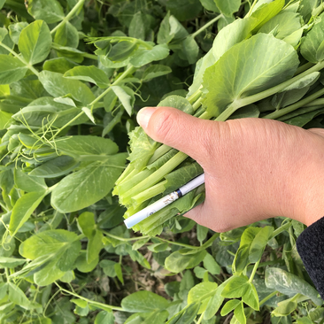 豌豆尖四川高山豌豆尖基地直发没有中间环节质量保证