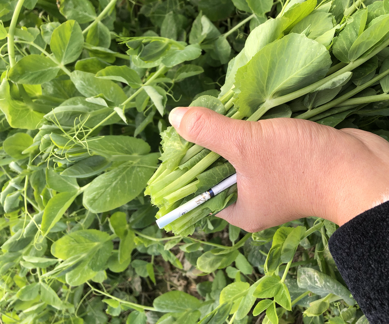 豌豆尖四川高山豌豆尖基地直发没有中间环节质量保证