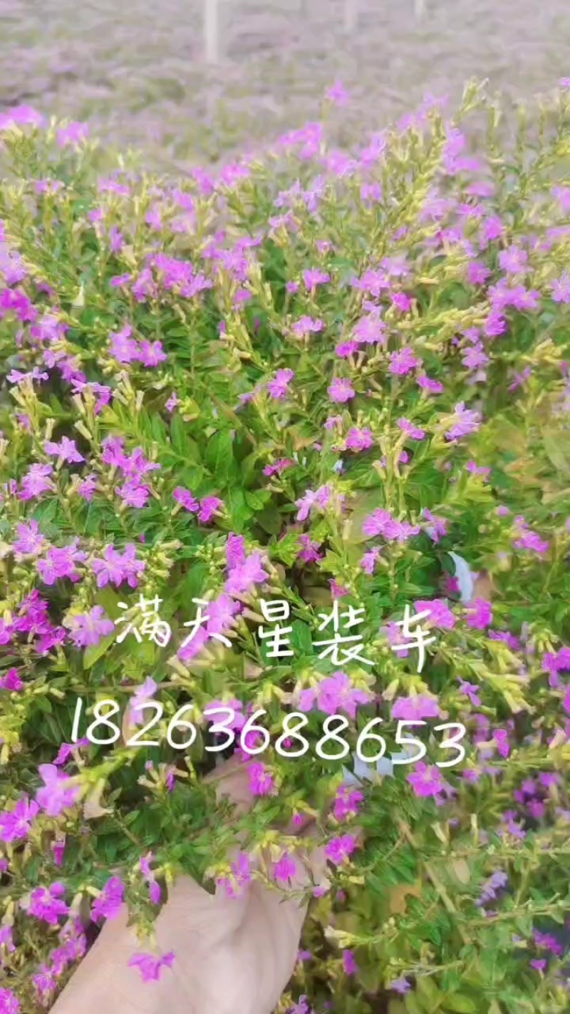 潍坊青州满天星规格齐全基地大量供应全国发货
