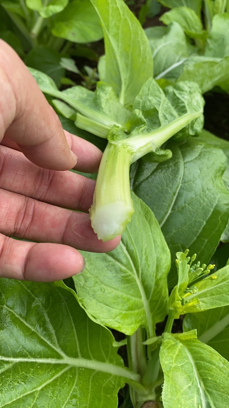 白菜苔四川高山白菜苔基地直发没有中间环节保质保量