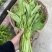 白菜苔四川高山白菜苔基地直发没有中间环节保质保量