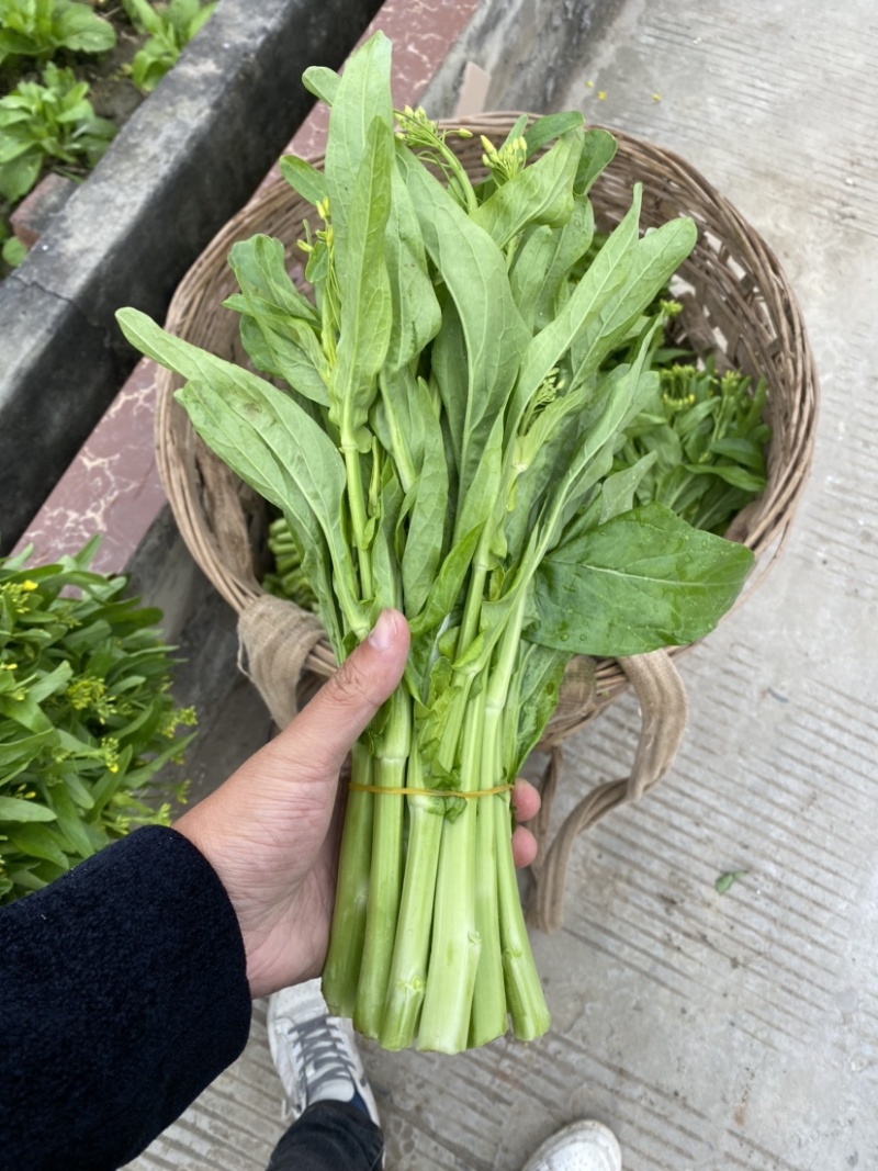 白菜苔四川高山白菜苔基地直发没有中间环节保质保量