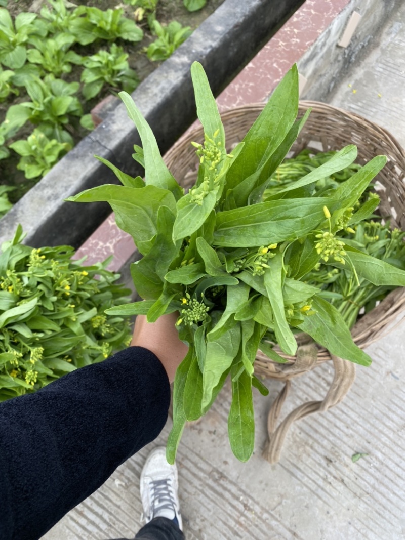 白菜苔四川高山白菜苔基地直发没有中间环节保质保量