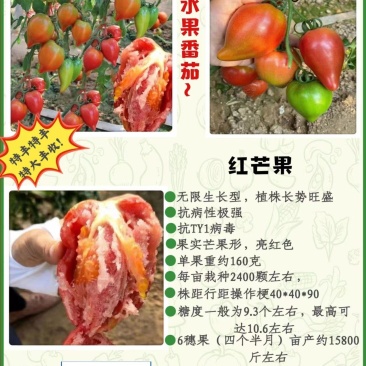 包邮，【红芒果】大果口感番茄苗，口感沙瓤，汁水饱满